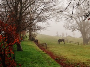 Horses graze in the rolling fields outside the Ritz